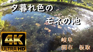 【風景】4K 景観浪漫：岐阜 関市 午後の名もなき池 ～モネの池～（Gifu, Japan）