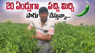 Green Chilliy Cultivation | పచ్చి మిర్చి సాగులో లాబాలు పొందుతున్న రైతులు.