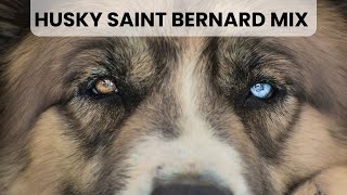 Husky Saint Bernard Mix AKA Saint Berhusky
