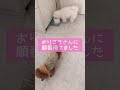 お水の順番待ちしてる犬🐶【トイプードル u0026チワマル】 マルチーズ 犬のいる暮らし cutedog