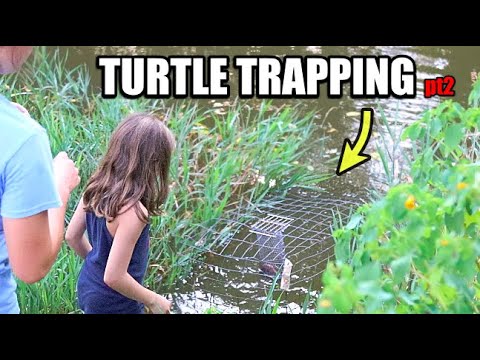 Snapping Turtle Trapping Youtube