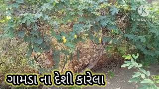 ગામડા ના દેશી કારેલા - Villege Na Desi  Karela -