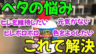 【ヒレを綺麗にする等】ベタのコンディショナーsumaを８種ご紹介します【オススメ】