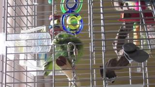 Trust Building & Clicker Training Day 1 With My Parrotlet