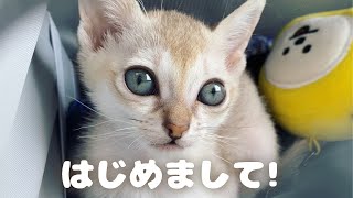 子猫お迎え！初めまして、シンガプーラのちみーです 【Vlog01】