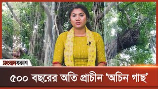 ৫০০ বছরের অতি প্রাচীন ‘অচিন গাছ’ | Songbad Prokash