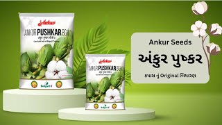 અંકુર પુષ્કર કપાસ નું Original બિયારણ 🍃🌾( Ankur Pushkar seeds )🎋National Agro Center 📞9227043943