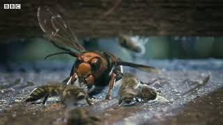 bees kill a giant hornet but i dubbed over it