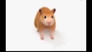 spinning hamster in low quality for 10 hours