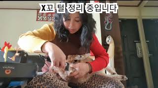 #내음식만들때같이만드는강아지음식#쫑이와의일상 #쫑이발털 #x꼬털밀기 #소심한반항견 #바나나스팀케잌 #베트남국민간식 #bananasteamcake #tweety