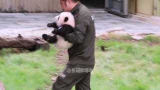 实名羡慕墩墩奶爸 去年抱小五晒太阳 今年又抱奇三妹晒太阳#panda #animals #zoo