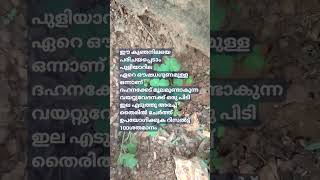 ഇവൻ ആള് ചില്ലറകാരനല്ല#medicinal plant