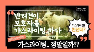 설마 우리 강아지가 가스라이팅을?! | #호감교육센터