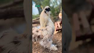 Best Bantam chicken breeds 2025 #youtubeshorts #minivlog #shorts #viralvideo #village #agriculture