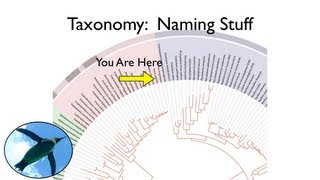 Taxonomy and Systematics