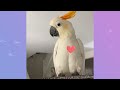 cockatoo starts dancing after 28 years cage time cuddle buddies