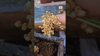 Works in honeybee's hive ചെറുതേനീച്ച കൂട്ടിലെ ജോലികൾ  #beekeeping #farming #experiment #4k #shorts