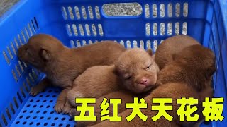 五红犬，属于中华田园犬中的天花板，粉丝一看见就直接拿回家