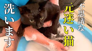 人懐っこい元野良猫はお風呂も平気？