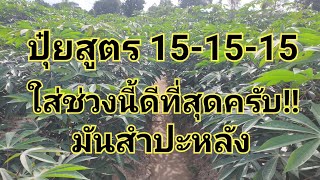 ปุ๋ยสูตร15-15-15 ใส่มันช่วงนี้ดีที่สุดครับ(ได้ผลผลิตสูง)#มันสำปะหลัง