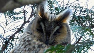 Kalous ušatý (Asio otus),Waldohreule,Long-eared owl