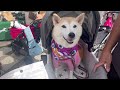 【駒沢わんこ祭り2023】駒沢公園｜ドッグイベント｜愛犬とお出かけ｜vlog