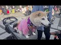 【駒沢わんこ祭り2023】駒沢公園｜ドッグイベント｜愛犬とお出かけ｜vlog