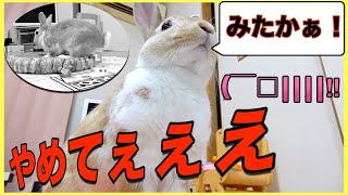 【かわいいペット】うさぎ飼いあるある！？うさぎの仰天行動に飼い主撃沈