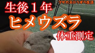 生後1年のヒメウズラの体重は？