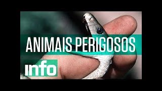 conheça agora oa cobras mais venenosas que podem estar em seu quintal!!