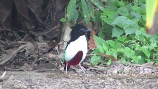 Ivory breasted PITTA