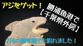 アジをゲット！　２月の厳冬期にアジを釣るため、千葉県外房の勝浦漁港まで遠征してきました！