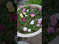 moss rose portulaca terrace garden colourful flowers gardening flowers viral