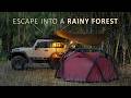 SOLO Camping in a RAINY Bamboo Forest[ Relax Eat Sleep Repeat, ASMR ]