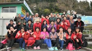 天然旅遊20170423東京立山黑部雪墻紫藤花富山芝櫻6日