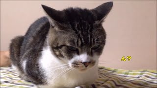 不意打ちに驚く猫が可愛い☆プルっていうリキちゃん　【リキちゃんねる　猫動画】Cat videos キジトラ猫との暮らしCat to be surprised to surprise.