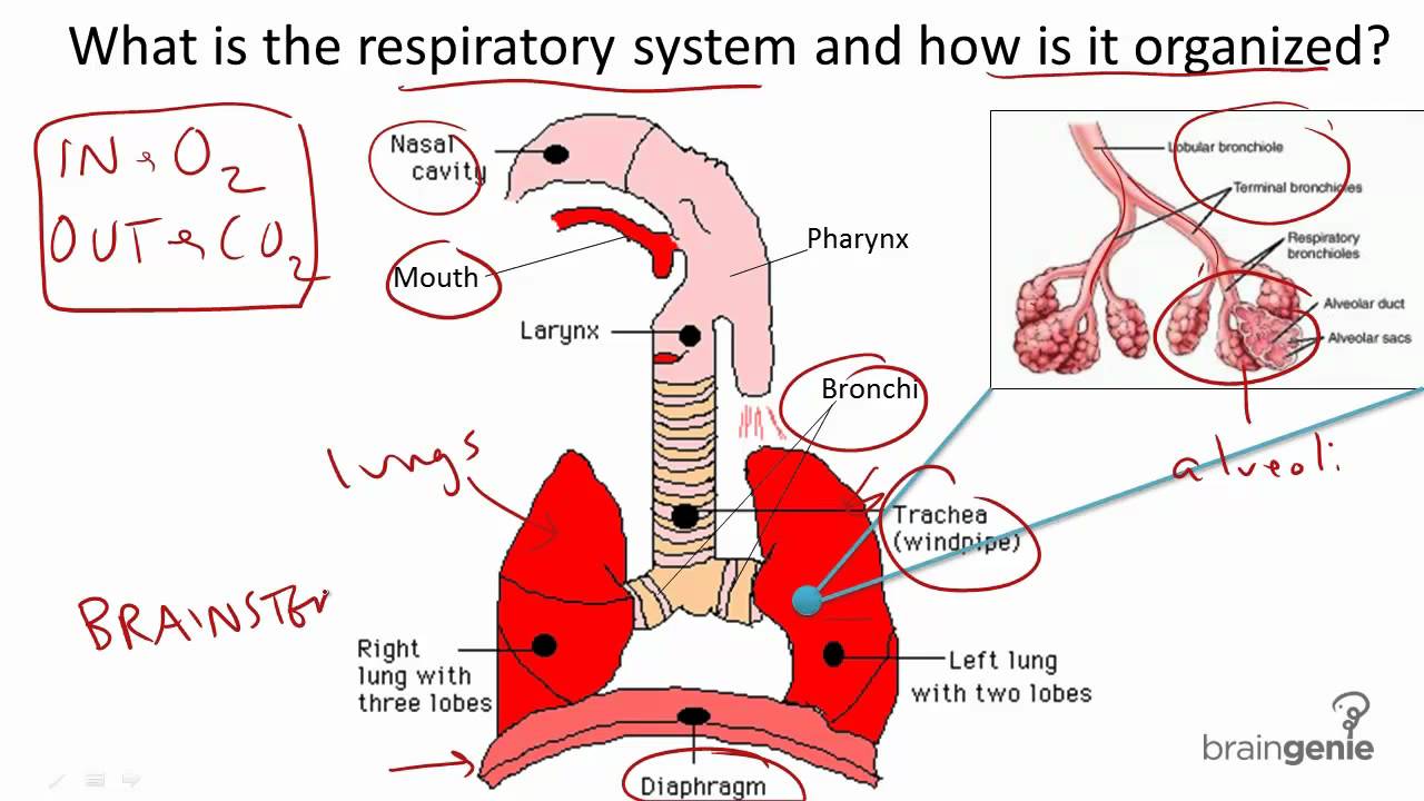 8.6 Respiratory System Structure And Function - YouTube