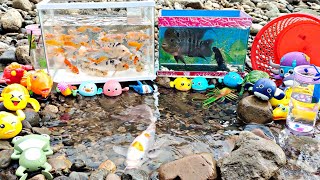 Looking for betta fish, goldfish, freshwater lobster, flowerhorn fish, ornamental fish, turtles