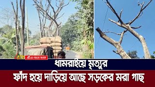 ধামরাইয়ে মৃ*ত্যু*র ফাঁ'দ হয়ে দাড়িয়ে আছে সড়কের মরা গাছ | Dhamrai | ATN Bangla News | 04.12.2024