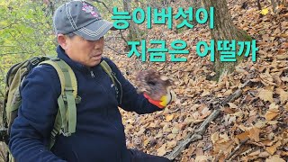 #능이버섯 #산행 2024년10월20일