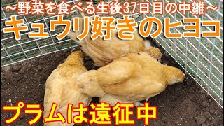 キュウリ好きのヒヨコ～野菜を食べる雌鶏とボス雄鶏候補の生後37日目の中雛～