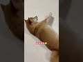 パパ仕事終わり待ちくたびれたクルミ😴😴 しばいぬ まめしば 豆柴 shibainu mameshiba まめしばのいる暮らし dog 豆柴クルミ クルミ 癒し shorts