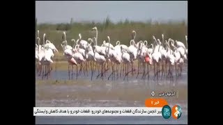 Iran Migrating flamingo, Dorgeh Sangi wetland, Naqadeh county فلامينگوهاي مهاجر تالاب درگه سنگي نقده