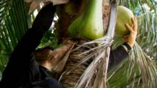 Man vs. Wild - Coconut Climb | Western Pacific