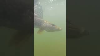 Post Spawn Northern Pike Release