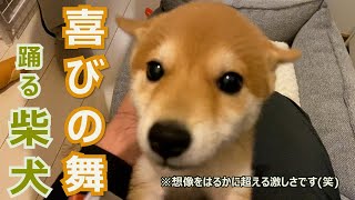 【柴犬】パパのお迎えで喜びの舞を踊る子犬