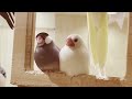 【癒し】おねむ桜文鳥とイケ白文鳥【ことりスタッフの日常】【リラックス】