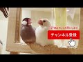 【癒し】おねむ桜文鳥とイケ白文鳥【ことりスタッフの日常】【リラックス】