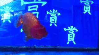 金魚-賞魚閣出品