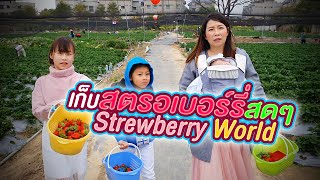 เก็บสตรอเบอร์รี่จากฟาร์มไต้หวัน Strewberry World